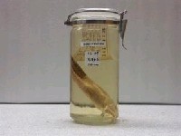 藏品(三斑海豬魚)的圖片
